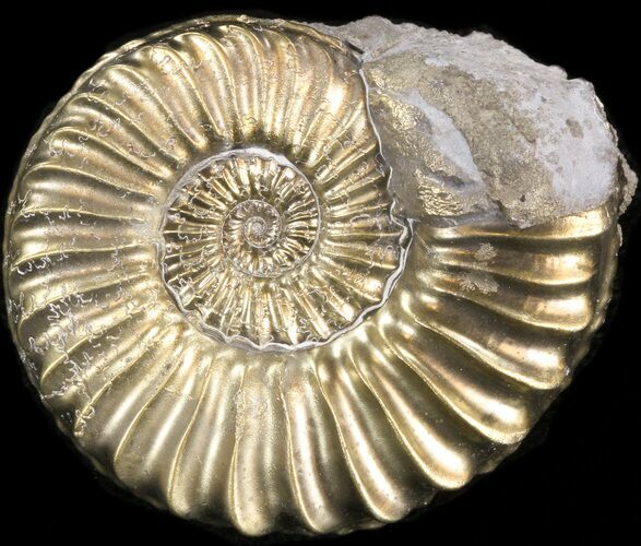 Pyritized Pleuroceras Ammonite - Germany #42743